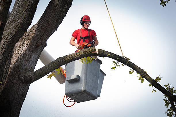 Best Tree Disease Treatment  in Shallowater, TX